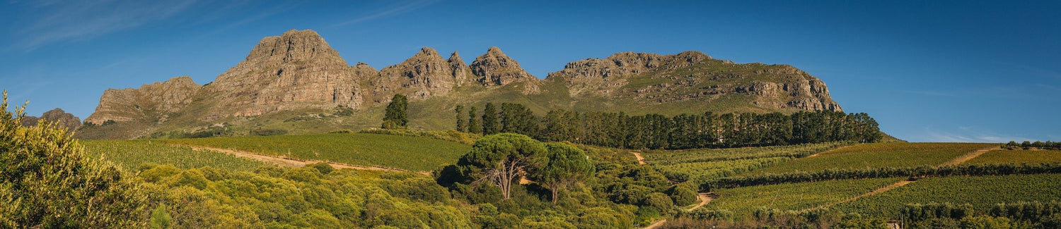 Weingebiet in Südafrika