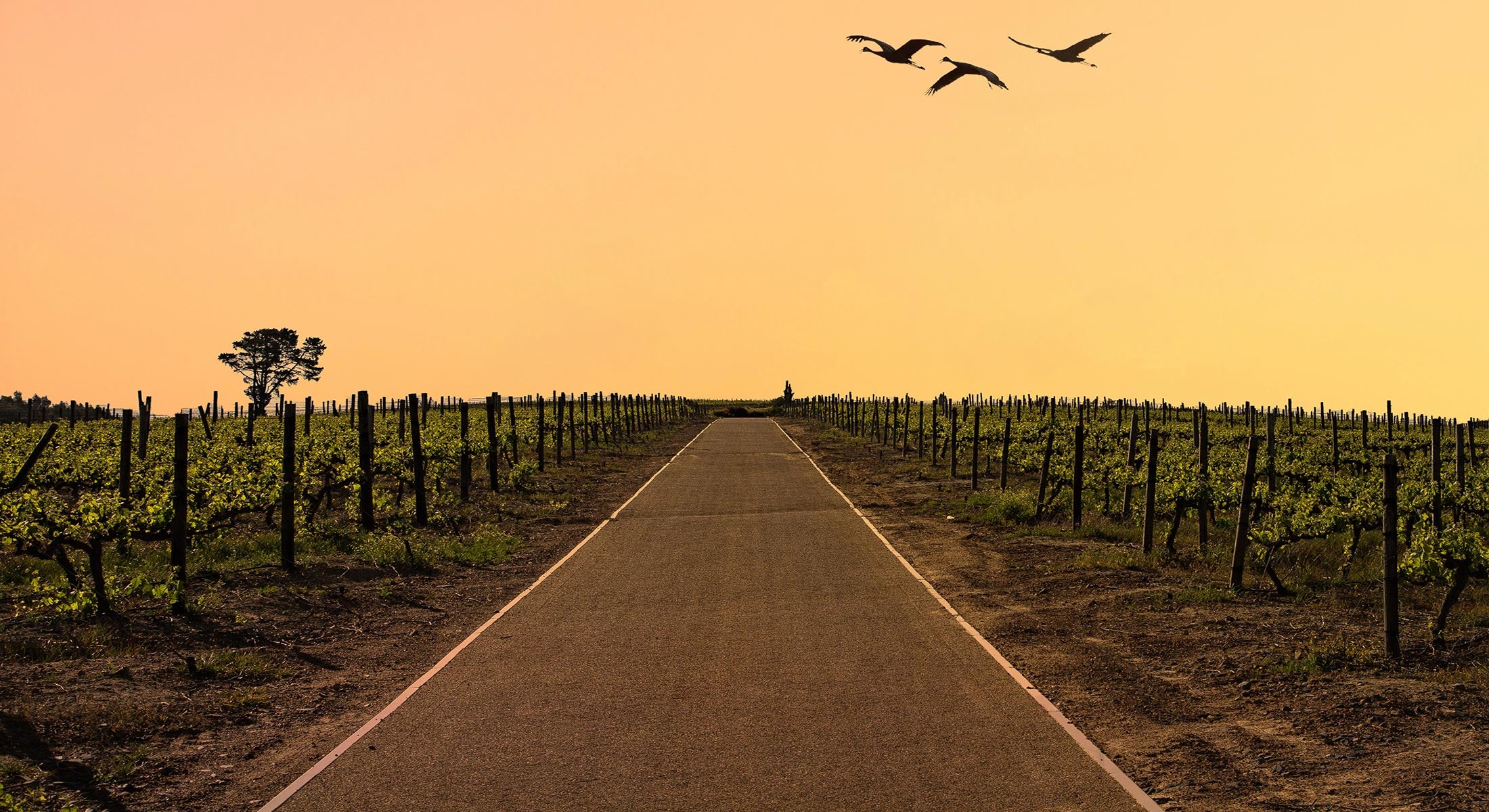 Weinregion in Südafrika